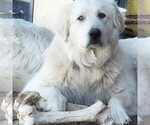 Small Photo #8 Great Pyrenees Puppy For Sale in KINGMAN, AZ, USA
