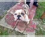 Small Bulldog