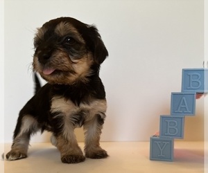 Yorkshire Terrier Puppy for sale in CHICAGO HEIGHTS, IL, USA