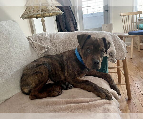 Medium Photo #6 American Staffordshire Terrier-Boxer Mix Puppy For Sale in Brewster, NY, USA