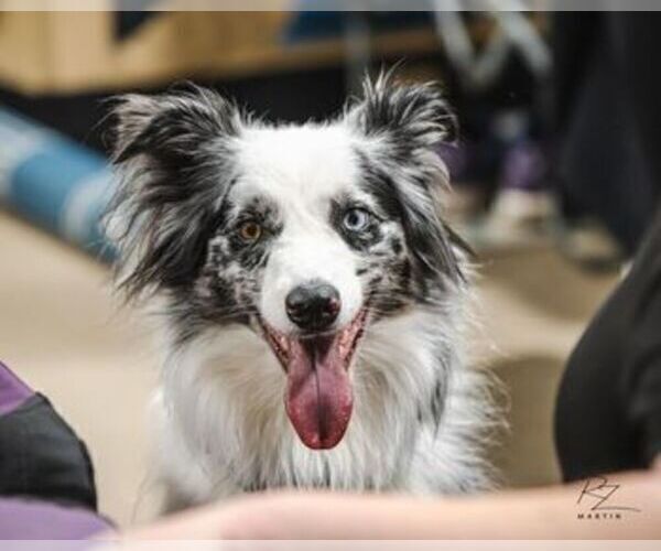 Medium Photo #10 Border Collie Puppy For Sale in MOSIER, OR, USA