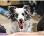 Small Photo #11 Border Collie Puppy For Sale in MOSIER, OR, USA