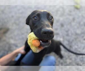 Black and Tan Coonhound-Unknown Mix Dogs for adoption in Santa Rosa, CA, USA