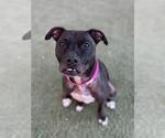 Small Mutt