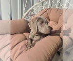 Small #2 Weimaraner
