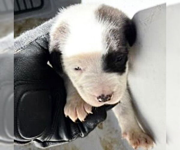 Medium Photo #2 Beagle Puppy For Sale in Houston, TX, USA