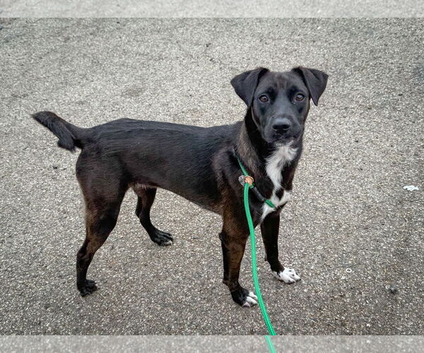 Medium Photo #6 Labrador Retriever-Unknown Mix Puppy For Sale in San Diego, CA, USA