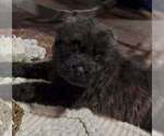Small #1 Bouvier Des Flandres