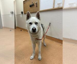 Siberian Husky Dogs for adoption in Martinez, CA, USA