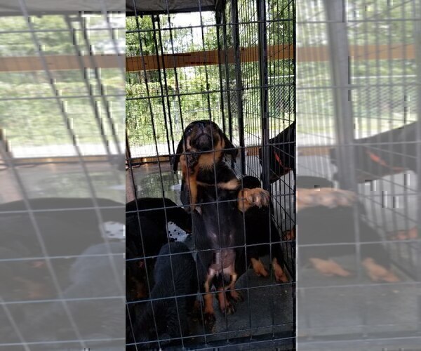 Medium Photo #12 Rottweiler Puppy For Sale in RIEGELWOOD, NC, USA