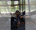 Small Photo #12 Rottweiler Puppy For Sale in RIEGELWOOD, NC, USA