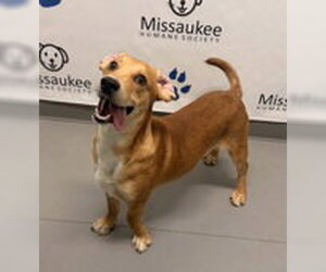Beagle-Unknown Mix Dogs for adoption in Lake City, MI, USA