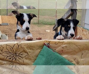 Border Collie Puppy for sale in FAYETTEVILLE, TN, USA