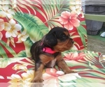 Small Photo #25 Australian Shepherd-Cavalier King Charles Spaniel Mix Puppy For Sale in HOWLAND, OH, USA