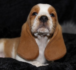 Basset Hound Puppy for sale in THAYER, MO, USA