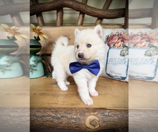 Medium Photo #18 Pomsky Puppy For Sale in VENUS, PA, USA