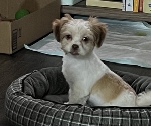 Shorkie Tzu-Yorkshire Terrier Mix Puppy for sale in ELBERTON, GA, USA