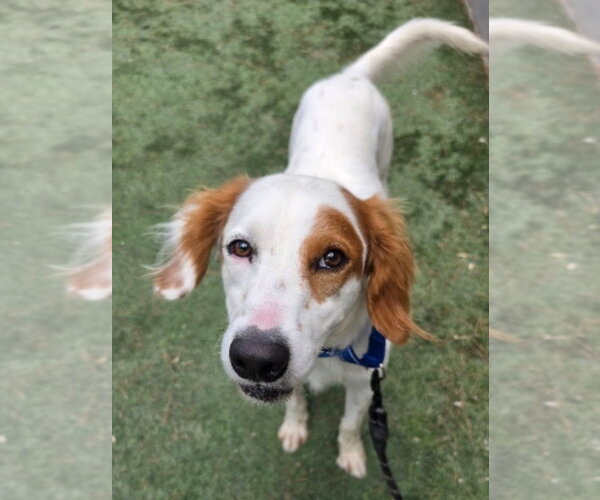 Medium Photo #2 English Setter-Unknown Mix Puppy For Sale in Lakewood, CO, USA