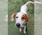 Small #1 English Setter Mix