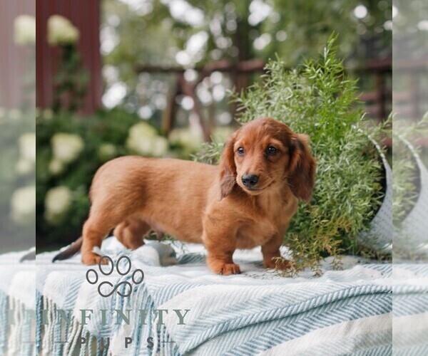 Medium Photo #3 Dachshund Puppy For Sale in EAST EARL, PA, USA