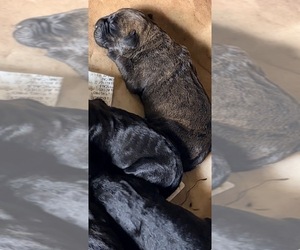 Cane Corso Puppy for sale in ANDERSON, IN, USA