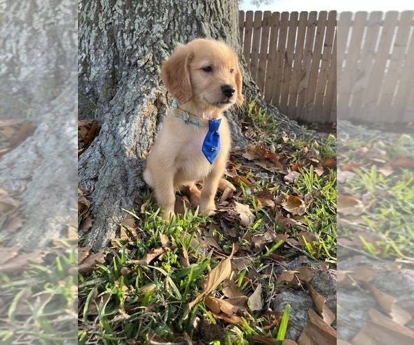 Medium Photo #4 Golden Retriever Puppy For Sale in KENNER, LA, USA