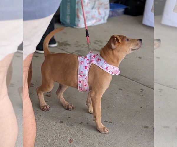 Medium Photo #8 Labrador Retriever-Unknown Mix Puppy For Sale in Holly Springs, NC, USA