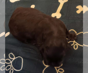 Labrador Retriever Puppy for sale in CENTREVILLE, MI, USA