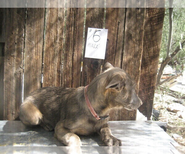 Medium Photo #12 Dutch Shepherd Dog Puppy For Sale in TUCSON, AZ, USA