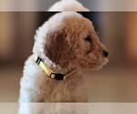 Small Photo #4 Poodle (Standard) Puppy For Sale in STANLEY, VA, USA