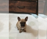 Small #14 French Bulldog-French Bullhuahua Mix