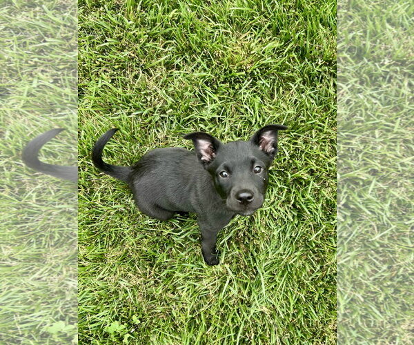Medium Photo #4 Labsky Puppy For Sale in Hillsboro, MO, USA
