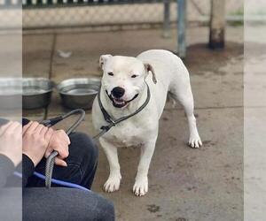 Mutt Dogs for adoption in Modesto, CA, USA