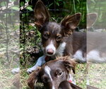 Small #1 Australian Shepherd-Chihuahua Mix