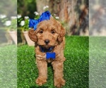 Small #1 Goldendoodle (Miniature)