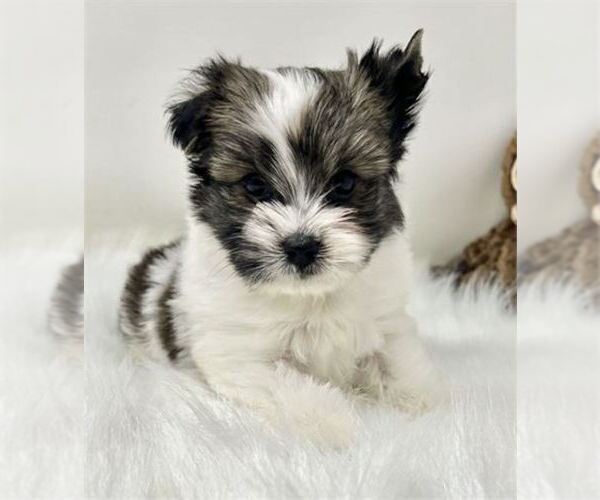 Medium Photo #8 Biewer Terrier Puppy For Sale in MIAMI BEACH, FL, USA