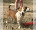 Small Basset Hound Mix