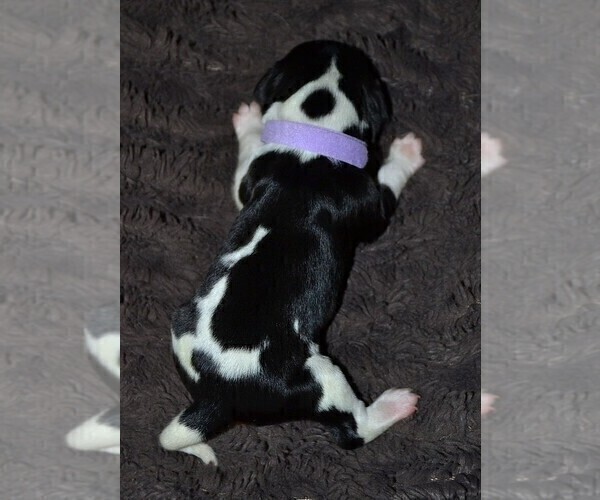 Medium Photo #3 English Springer Spaniel Puppy For Sale in LITCHFIELD, MN, USA