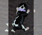 Small Photo #3 English Springer Spaniel Puppy For Sale in LITCHFIELD, MN, USA
