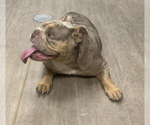 Medium Bulldog