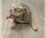 Small Bulldog