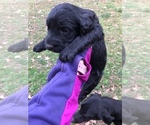 Small Photo #5 Labradoodle Puppy For Sale in DANVILLE, AL, USA