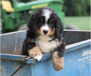 Bernese Mountain Dog Puppy for sale in FREDERICKSBG, OH, USA