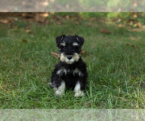 Schnauzer (Miniature) Puppy for sale in NAPPANEE, IN, USA