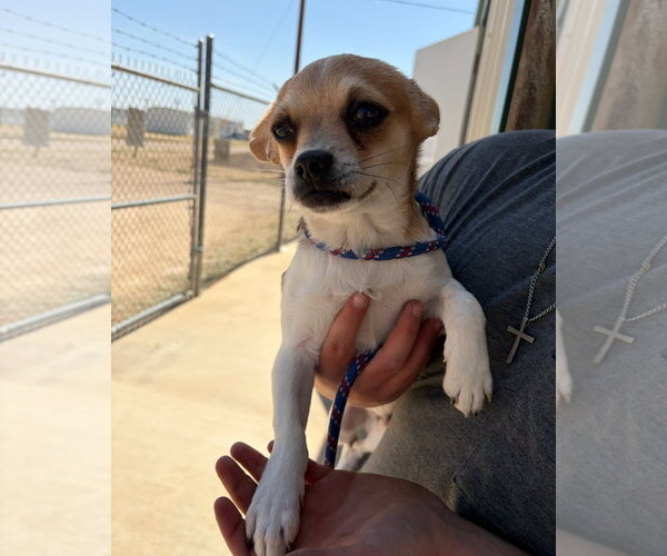 Medium Photo #3 Chihuahua-Unknown Mix Puppy For Sale in Grafton, WI, USA