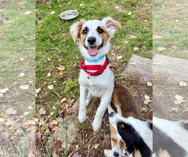 Medium Photo #2 Chihuahua-Unknown Mix Puppy For Sale in Wakefield, RI, USA