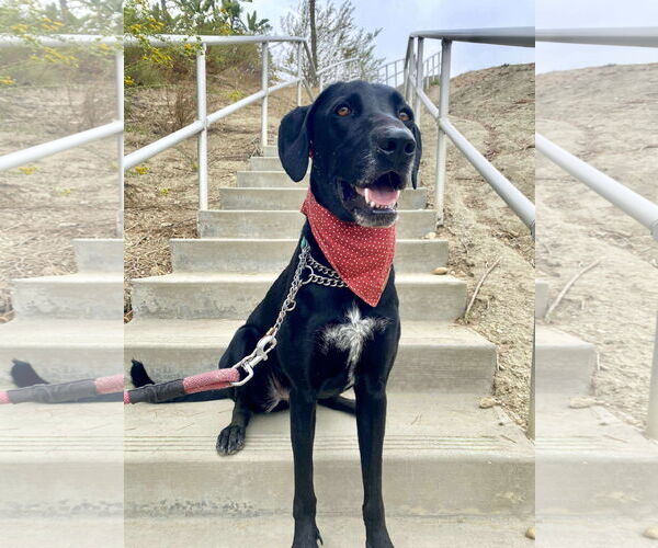 Medium Photo #9 Labrador Retriever-Unknown Mix Puppy For Sale in San Diego, CA, USA