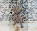 Small Photo #4 Weimaraner Puppy For Sale in LEWISBURG, KY, USA