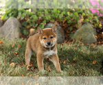 Small #4 Shiba Inu