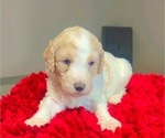Puppy lily Poodle (Standard)